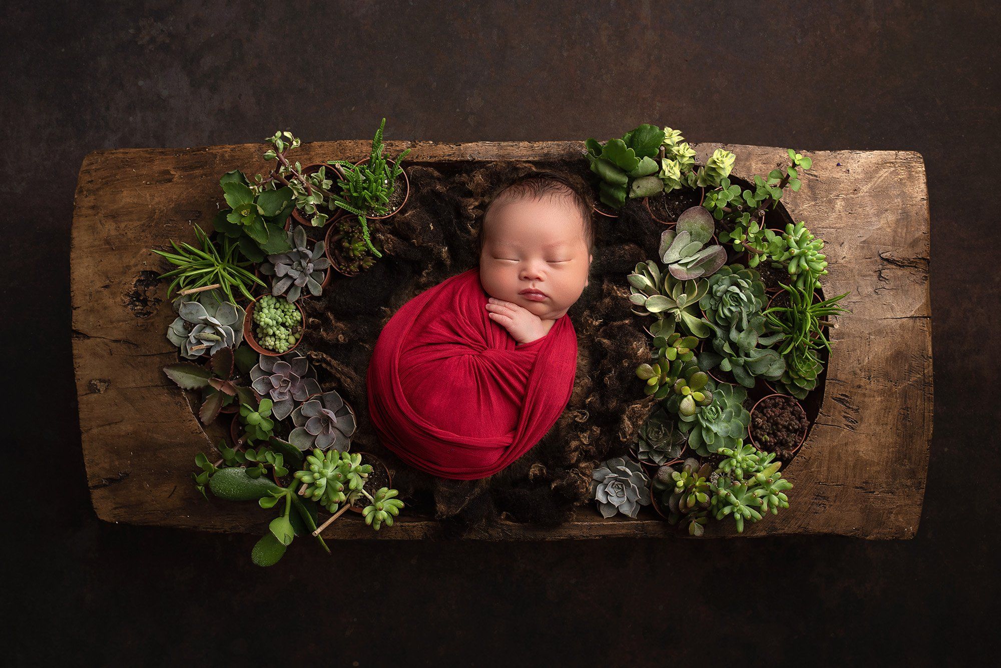 asleep newborn baby boy swaddled in red laying in succulent garden