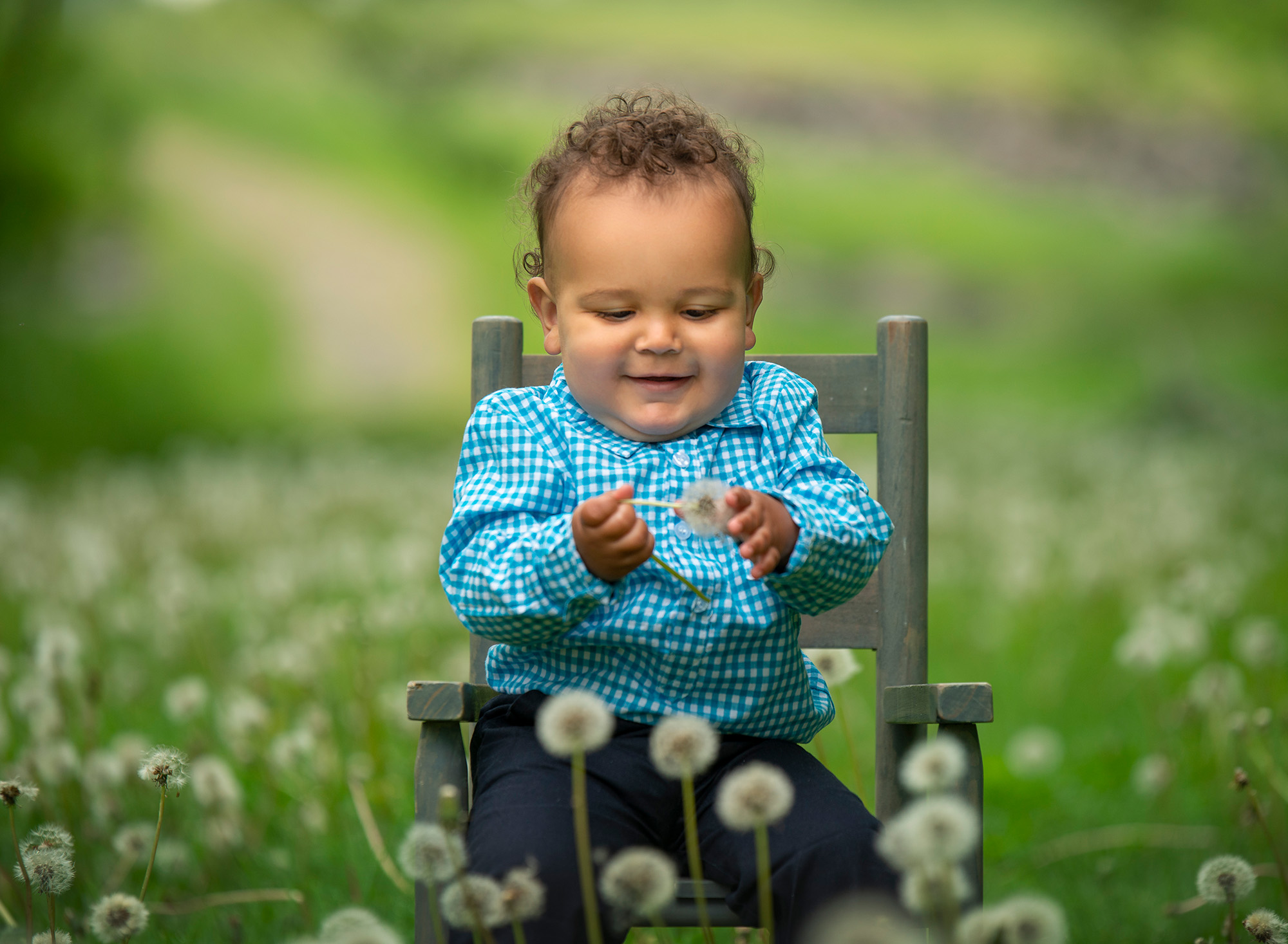 one year old boy sitting in rustic chair in middle of dandelion field holding a dandelion