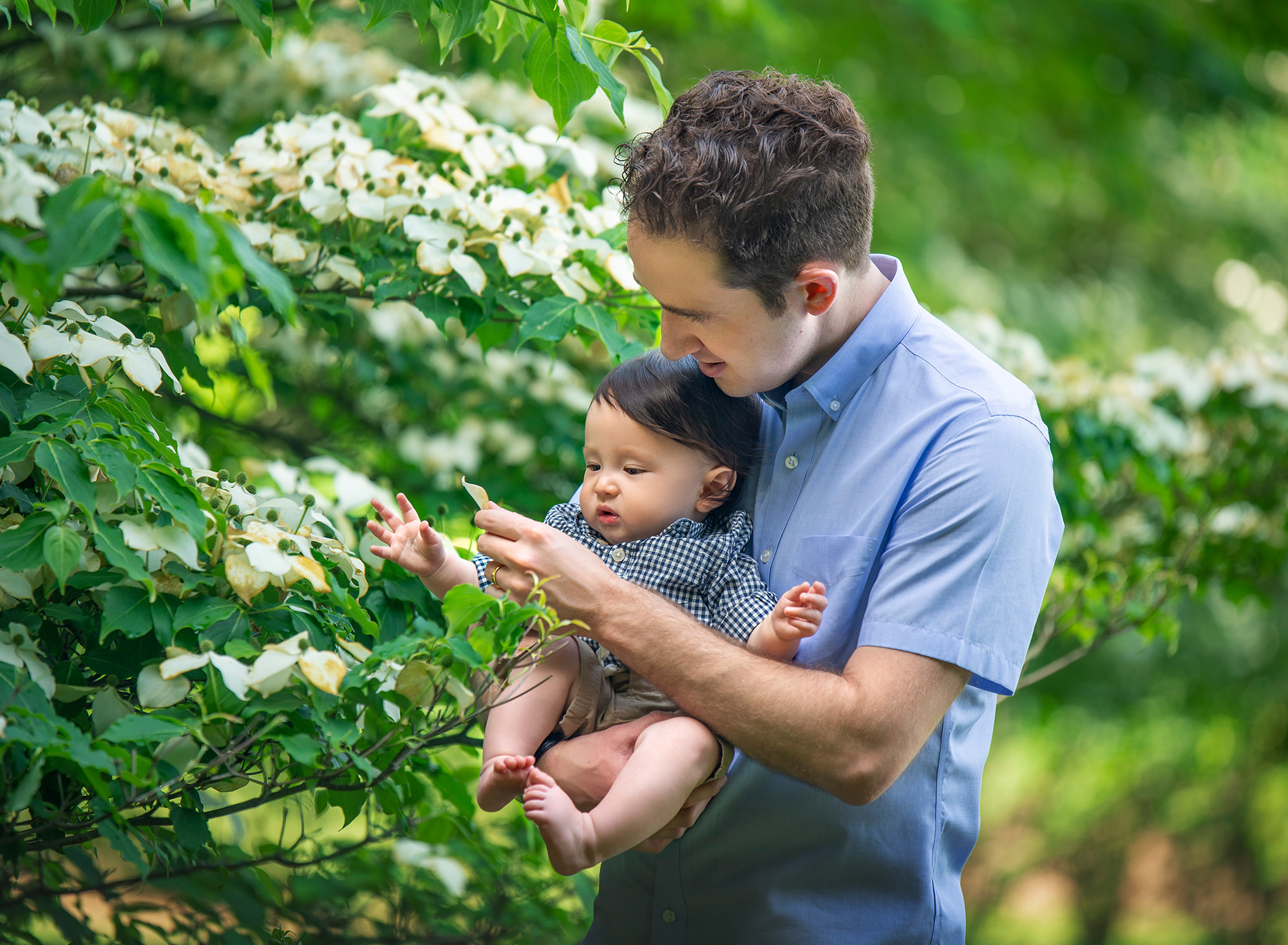 Springtime 6-month Baby Photos dad holding toddler boy while touching trees covered in flowers